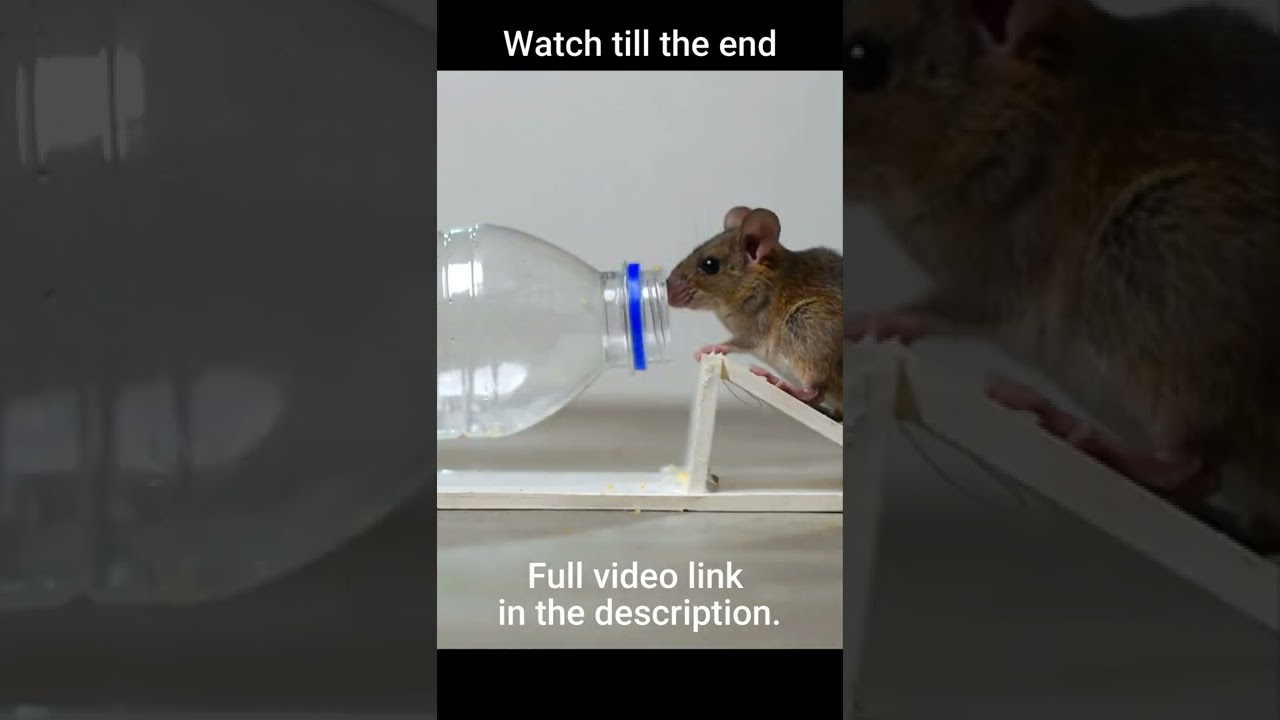 How To Make A Water Bottle Mouse/Rat Trap: Humane Way #shorts #mousetrap #rattrap