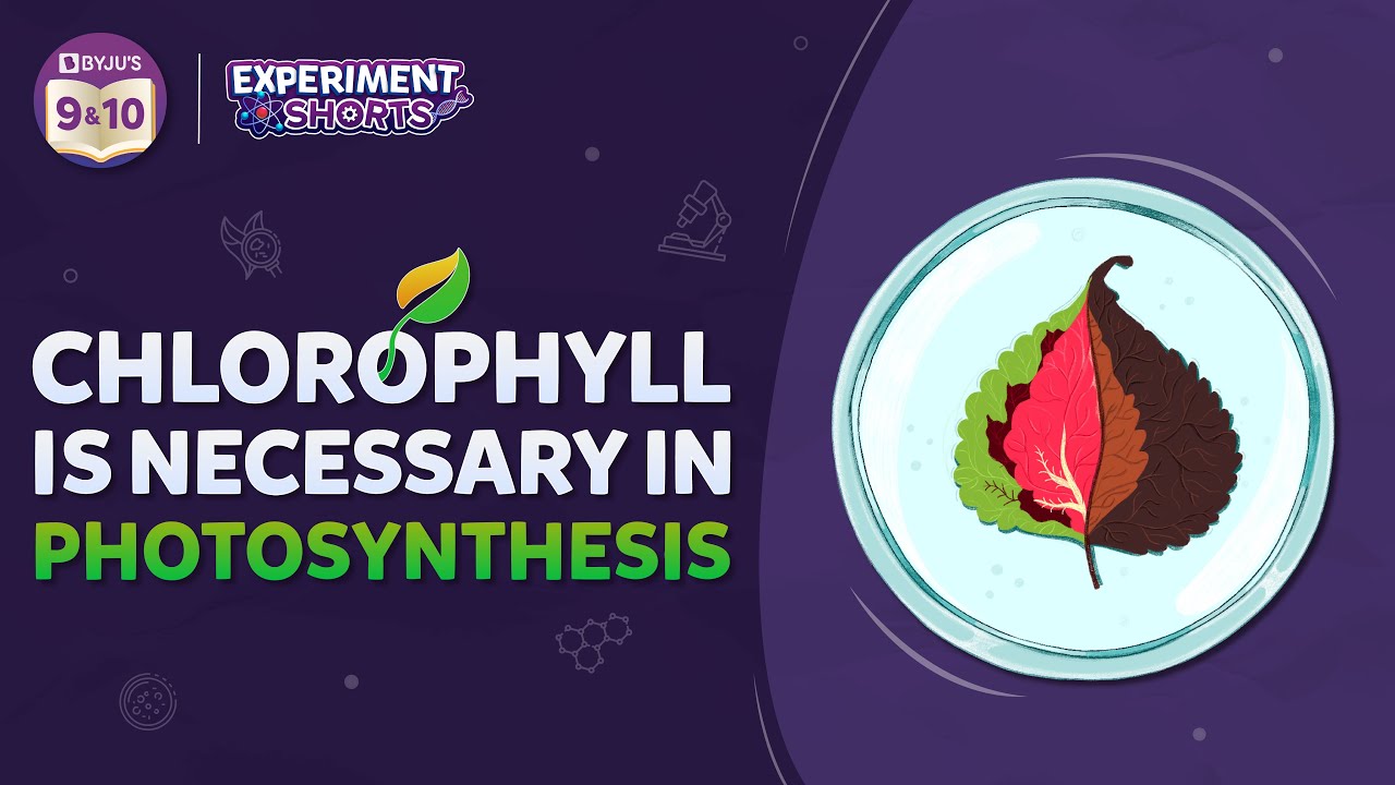 Chlorophyll is necessary for Photosynthesis | Amazing BYJU’S Science Experiment | #Shorts