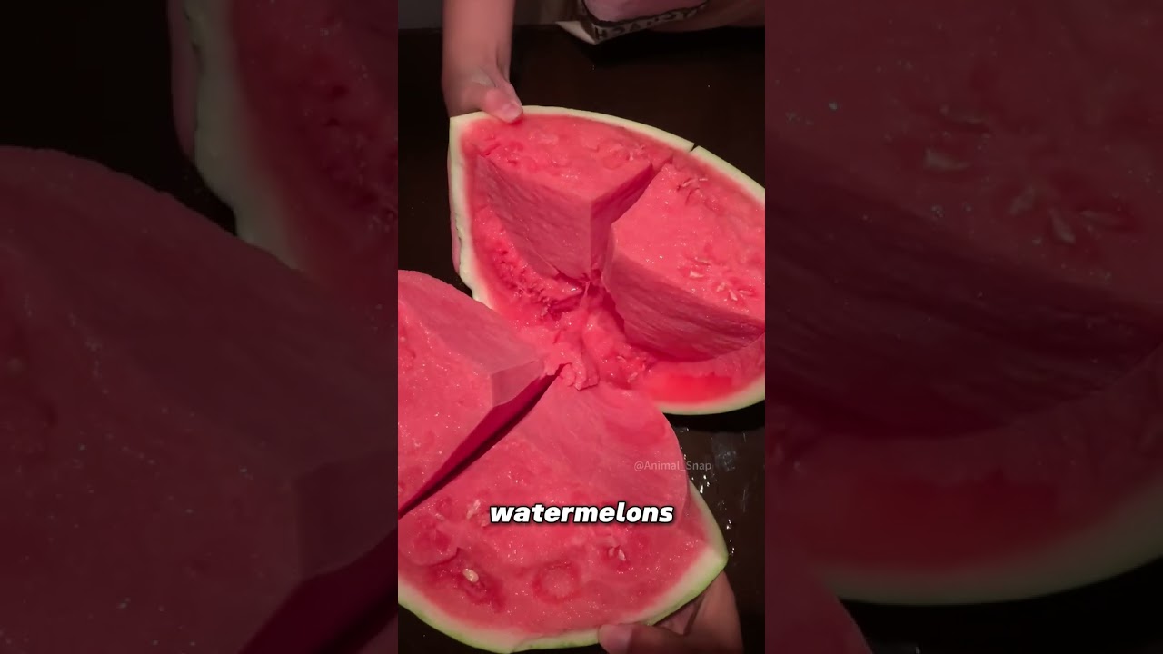 How Farmers Grow Super Watermelons!