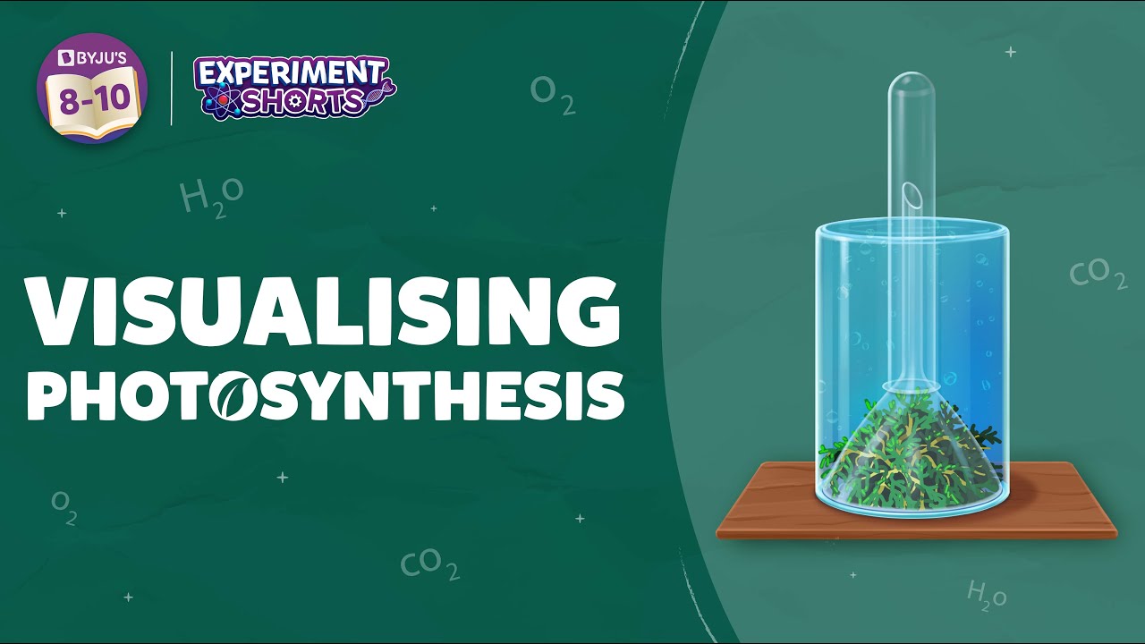 Visualizing Photosynthesis Class 10 | How Photosynthesis Take Place in Plants | #ExperimentShorts