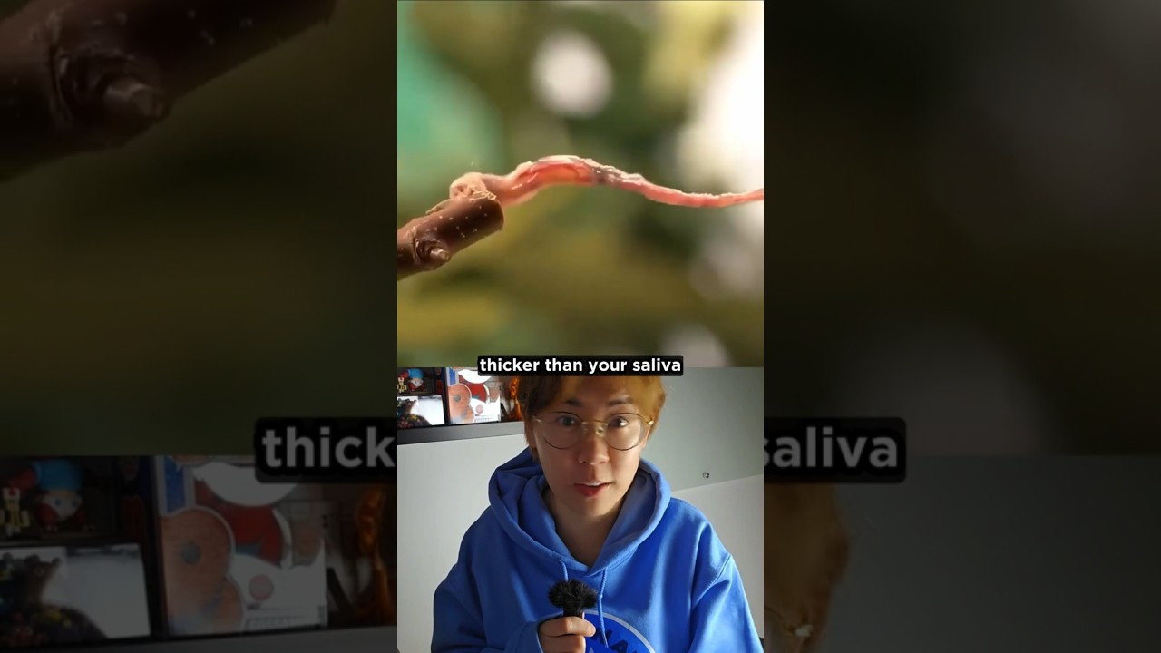 Sticky Science of a Chameleon’s Tongue #teamwater