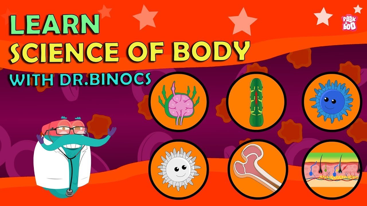Look Inside The Human Body With Dr. Binocs!