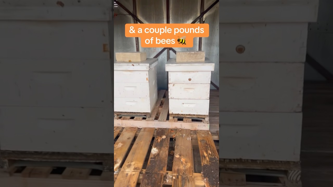 Testing the $1600/mo Honey Bee Business Side Hustle… (Testing Passive Income Ideas)