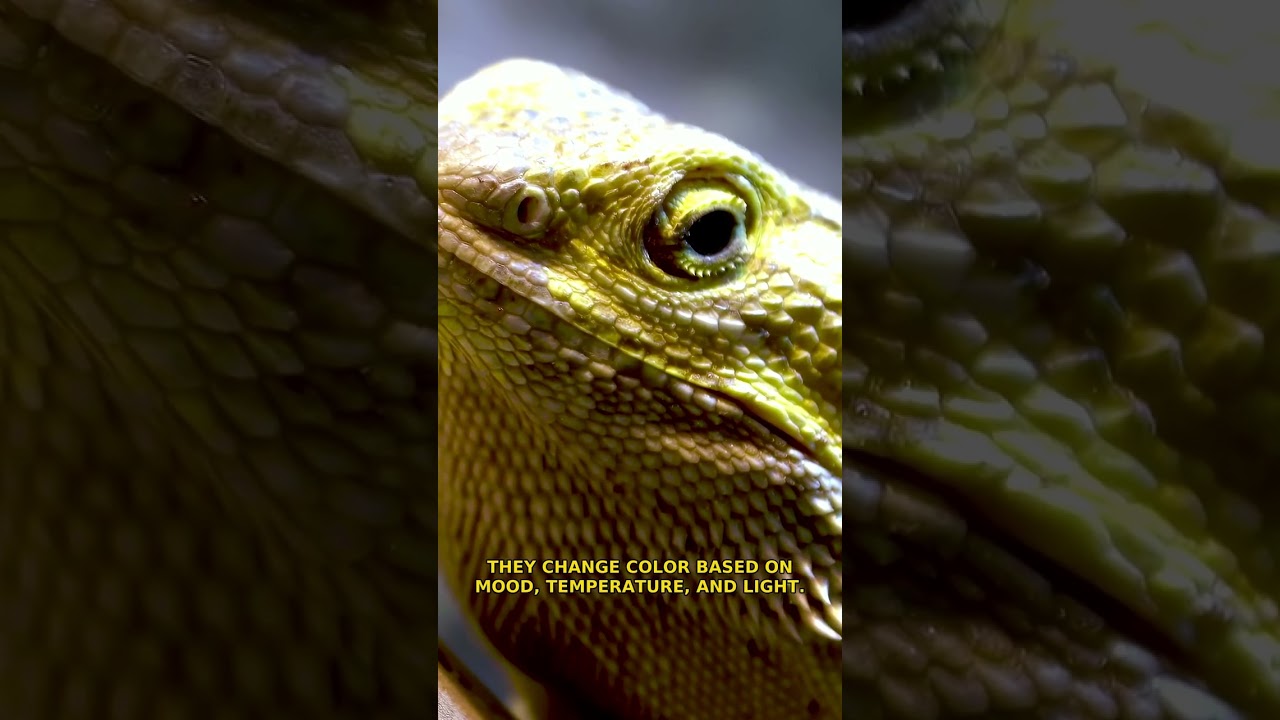 The Truth About Interesting Visual Explainers