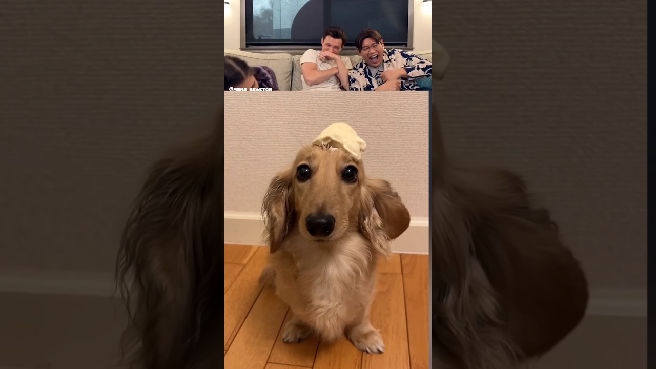 Tom Holland reacts try not to laugh part 47 #tomholland #trynottolaugh #funny #reaction