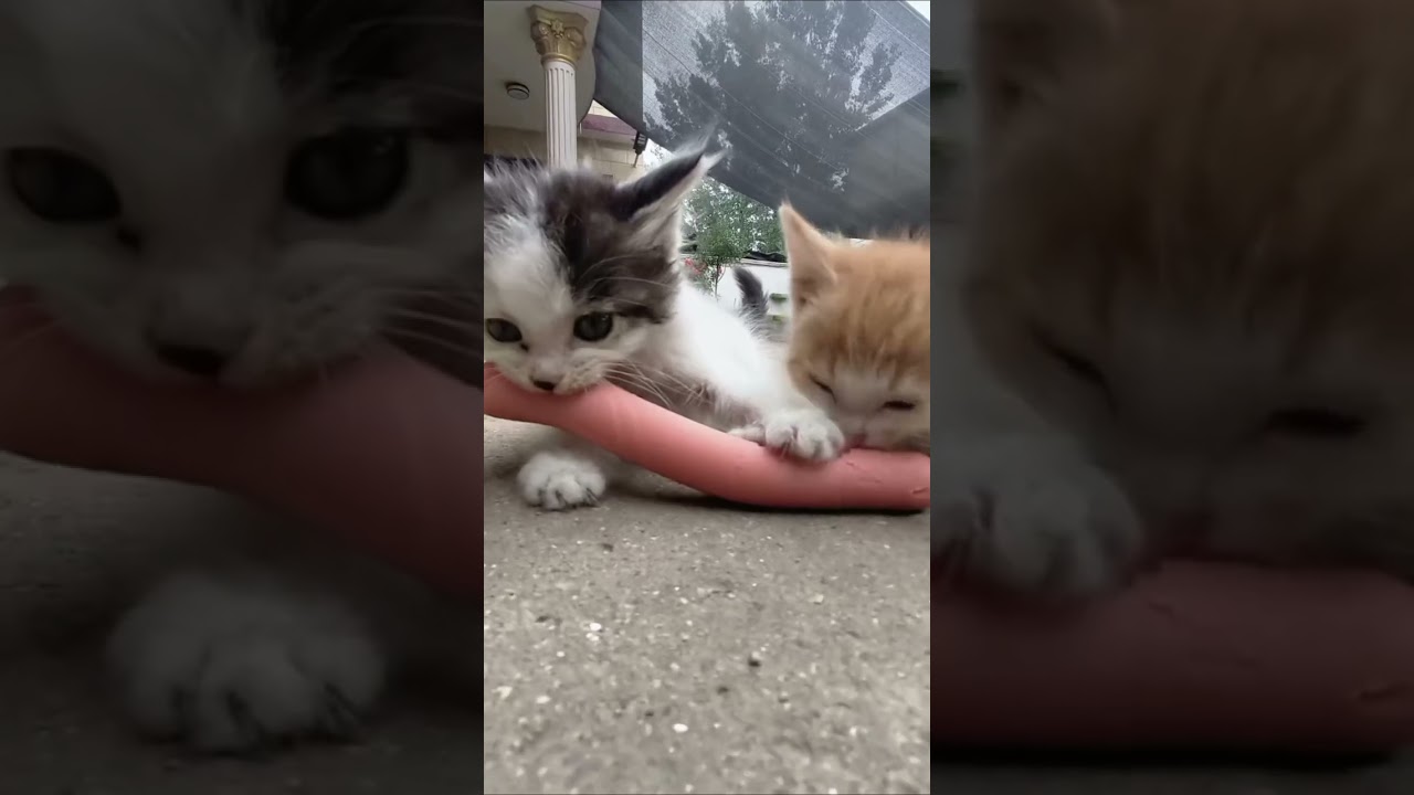 kittens reaction video  😸 😍  #cat #reaction #fun #animals #shaababies #catvideos #catcomedy #shorts