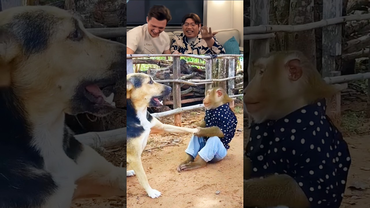 Tom Holland Reacts To Viral Videos part 35 #funny #animals #dog #cat #monkey