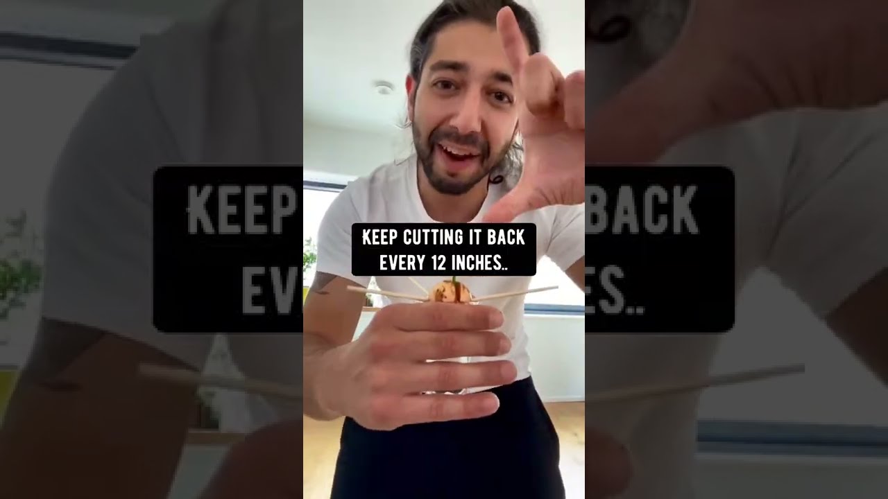 How to Grow an Avocado Plant | creative explained