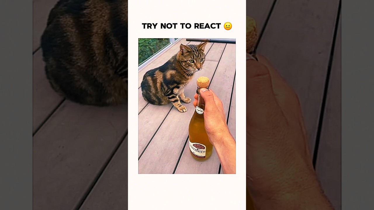 Try Not To React 😐