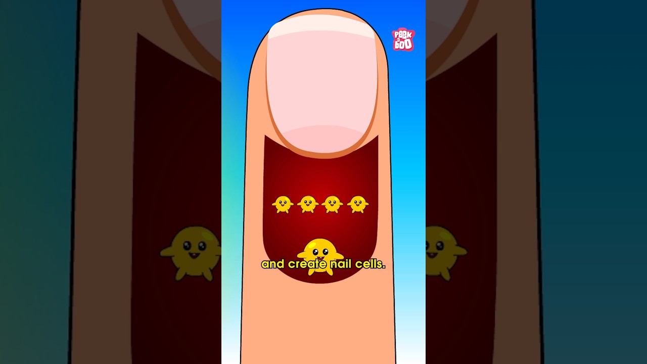 How our Nails Grow | How Long do Nails Grow in a Month? #fingernails #humanbodyfacts  #drbinocsshow