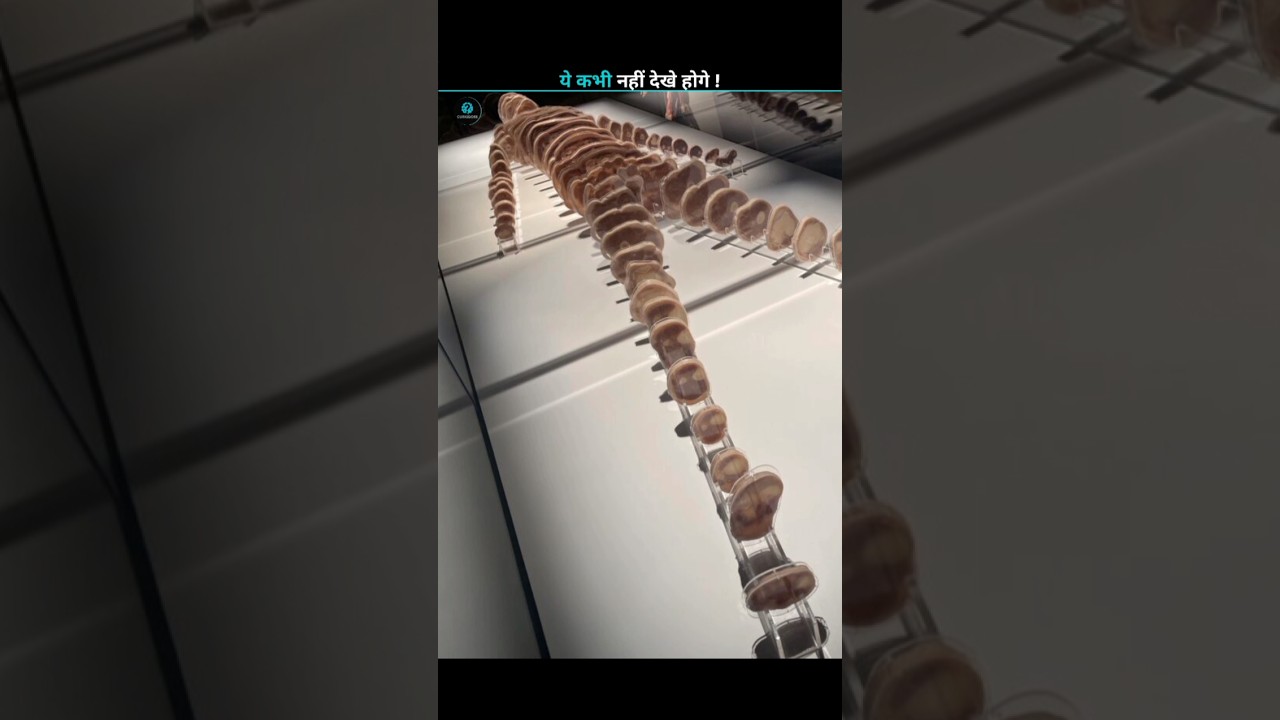 Human skeleton slices ! 🧐 #facts #science #new #trending #shorts