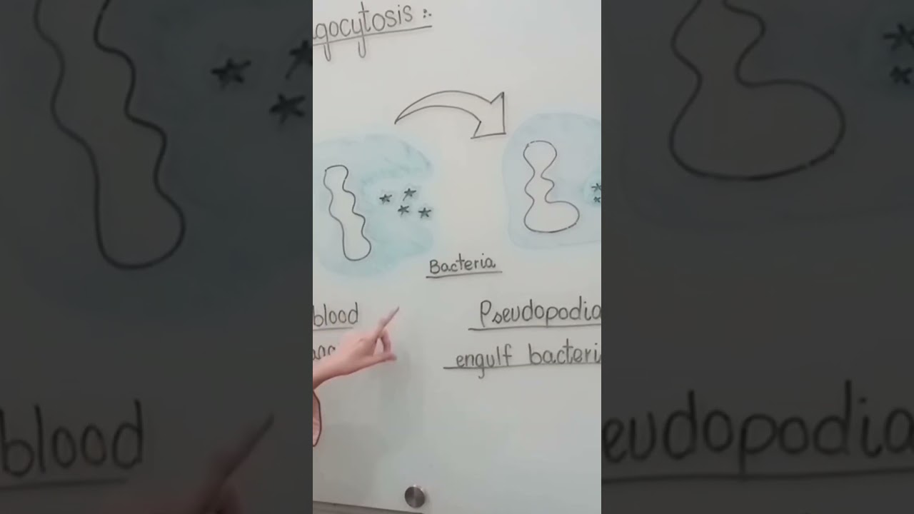 phagocytosisdetaillecture#diagram#explainers#science#goviral#learning#school#FFCrafty#viralshort