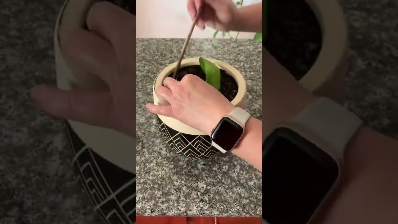 How To Propagate Pothos Plants From Cuttings