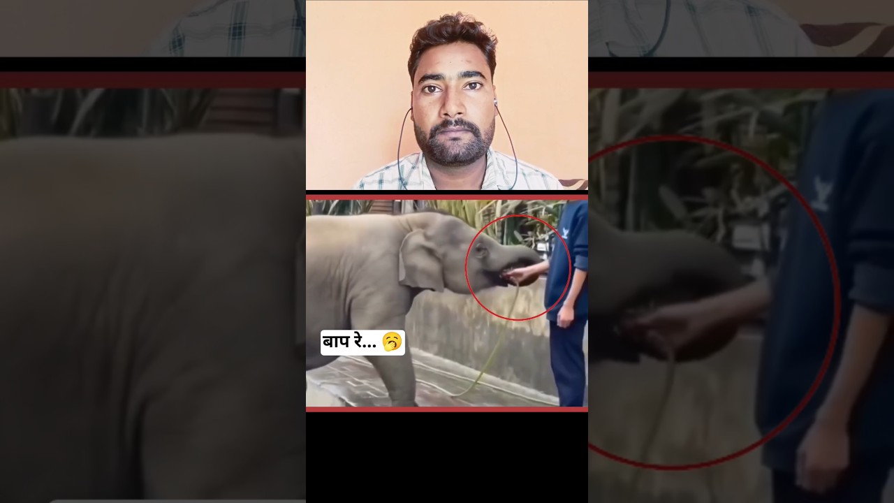 हाथी ने बोरवेल से पिया पानी | ये हाथी Viral हो गया | reaction video #shorts #trending #shortsfeed