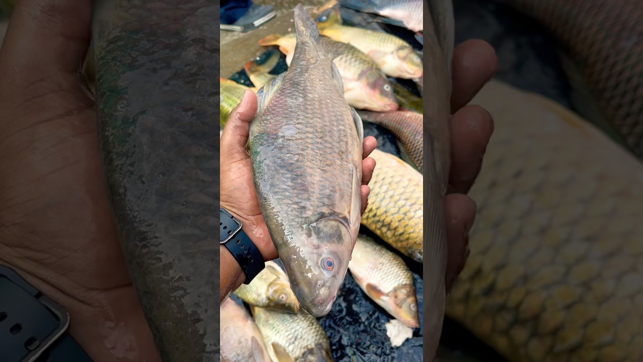 Biggest Fish marketing in India 🐬😍 !! #facts #fish #fishing #latest #new #fishyfacts