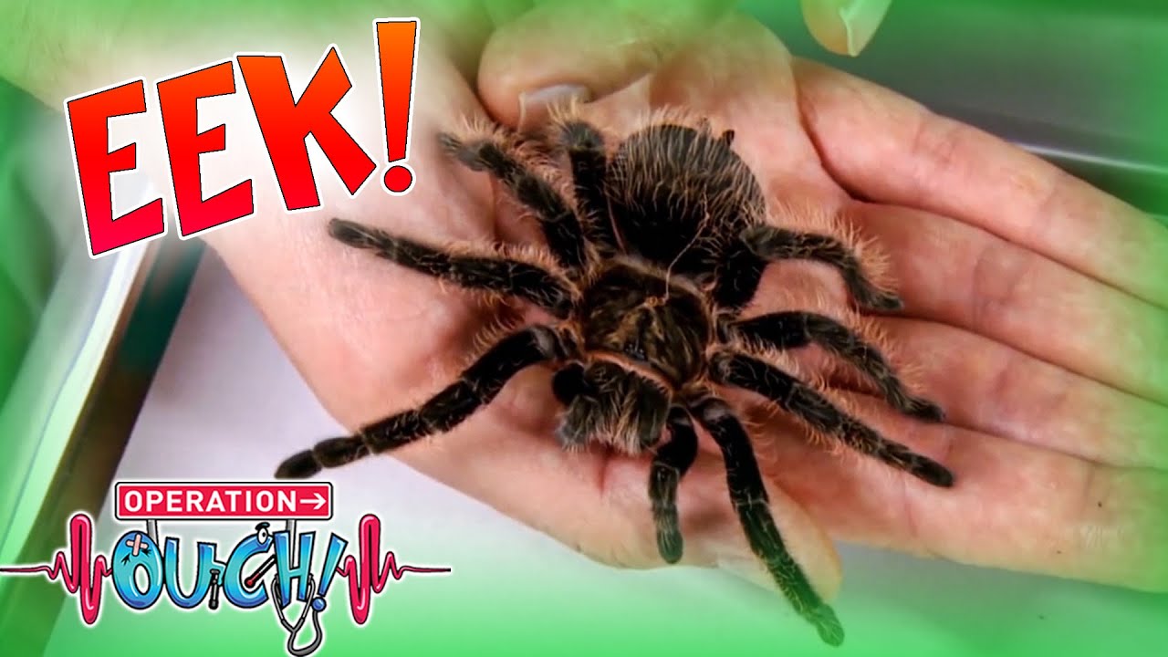 It’s a Bug’s Life! #Halloween Special! 🕷️| Science for Kids | Operation Ouch