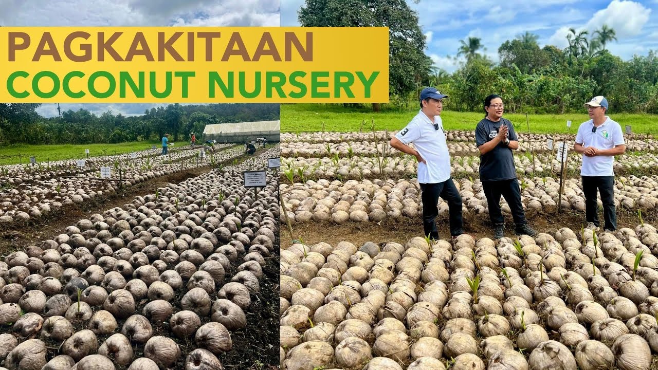 Mga Farmers Pag-isipan Magtanim ng Niyog, Madaming Incentives from the Government!