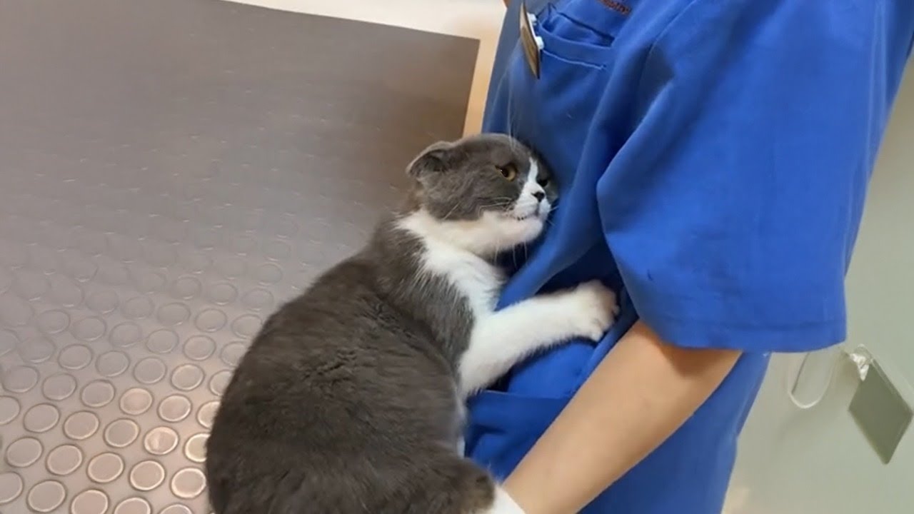 When Cat Learning to Trust Vet 😂 Funny Cat Reaction Videos 2025