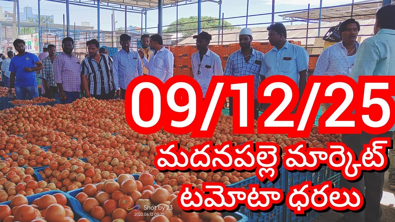 09-12-25 Madanapalle Tomato Market price Today || Today Tomato Market Rate in Madanapalle #today